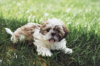 Chó shih tzu, shih tzu, chó, dog, thú cưng, pet, vật nuôi, domestic animal, động vật, animal, dễ thương, cute, lông, fur, cỏ, grass, thè luỡi, tongue out - Edyttka Stawiarska 1