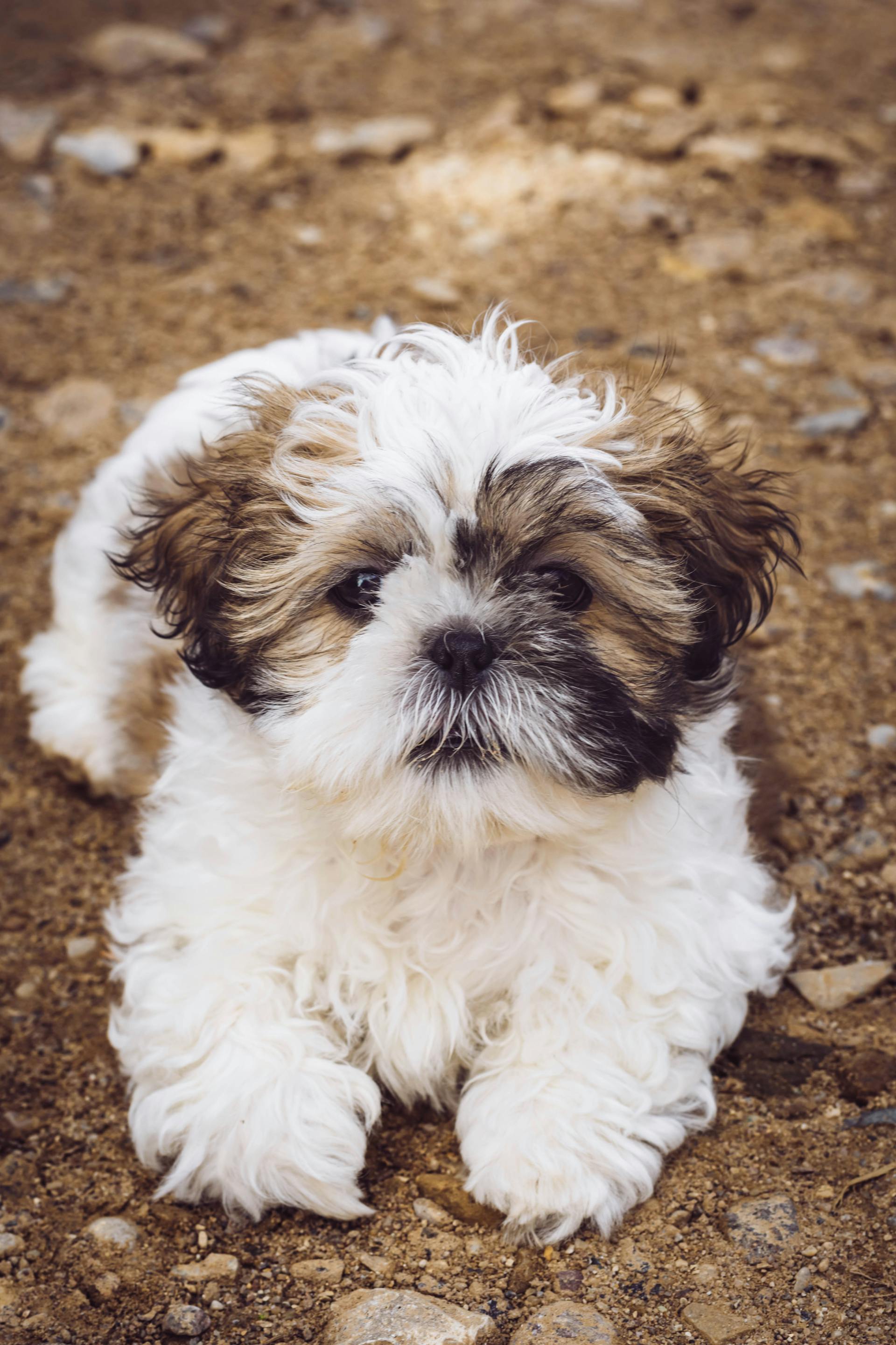 Chó shih tzu, shih tzu, chó, dog, thú cưng, pet, vật nuôi, domestic animal, động vật, animal, dễ thương, cute, lông, fur - Edyttka Stawiarska