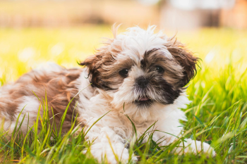 Chó shih tzu, shih tzu, chó, dog, thú cưng, pet, vật nuôi, domestic animal, động vật, animal, dễ thương, cute, lông, fur, cỏ, grass - Edyttka Stawiarska 2