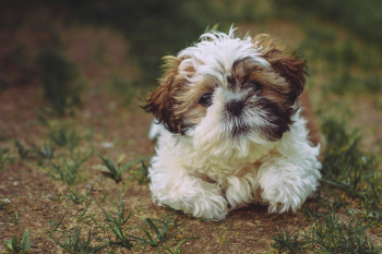 Chó shih tzu, shih tzu, chó, dog, thú cưng, pet, vật nuôi, domestic animal, động vật, animal, dễ thương, cute, lông, fur, cỏ, grass - Edyttka Stawiarska 2
