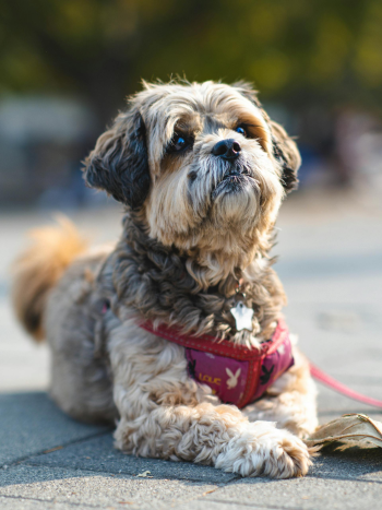 Shih tzu, lông, fur, chó, dog, thú cưng, pet, vật nuôi, domestic animal, động vật, animal, dễ thương, cute, lề đường, pavement - Ekam Juneja