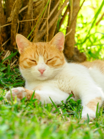 Con mèo, cat, động vật, dễ thương, mèo vàng, sand, animal, cute, yellow cat - Engin Akyurt