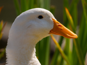 Con vịt, duck, cỏ, grass, vịt trắng, animal, động vật -  Engin Akyurt