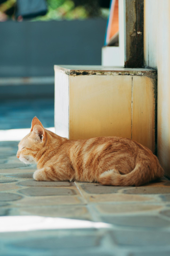 Con mèo, cat, động vật, dễ thương, mèo vàng, sand, animal, cute, yellow cat - FOX ^.ᆽ.^= ∫