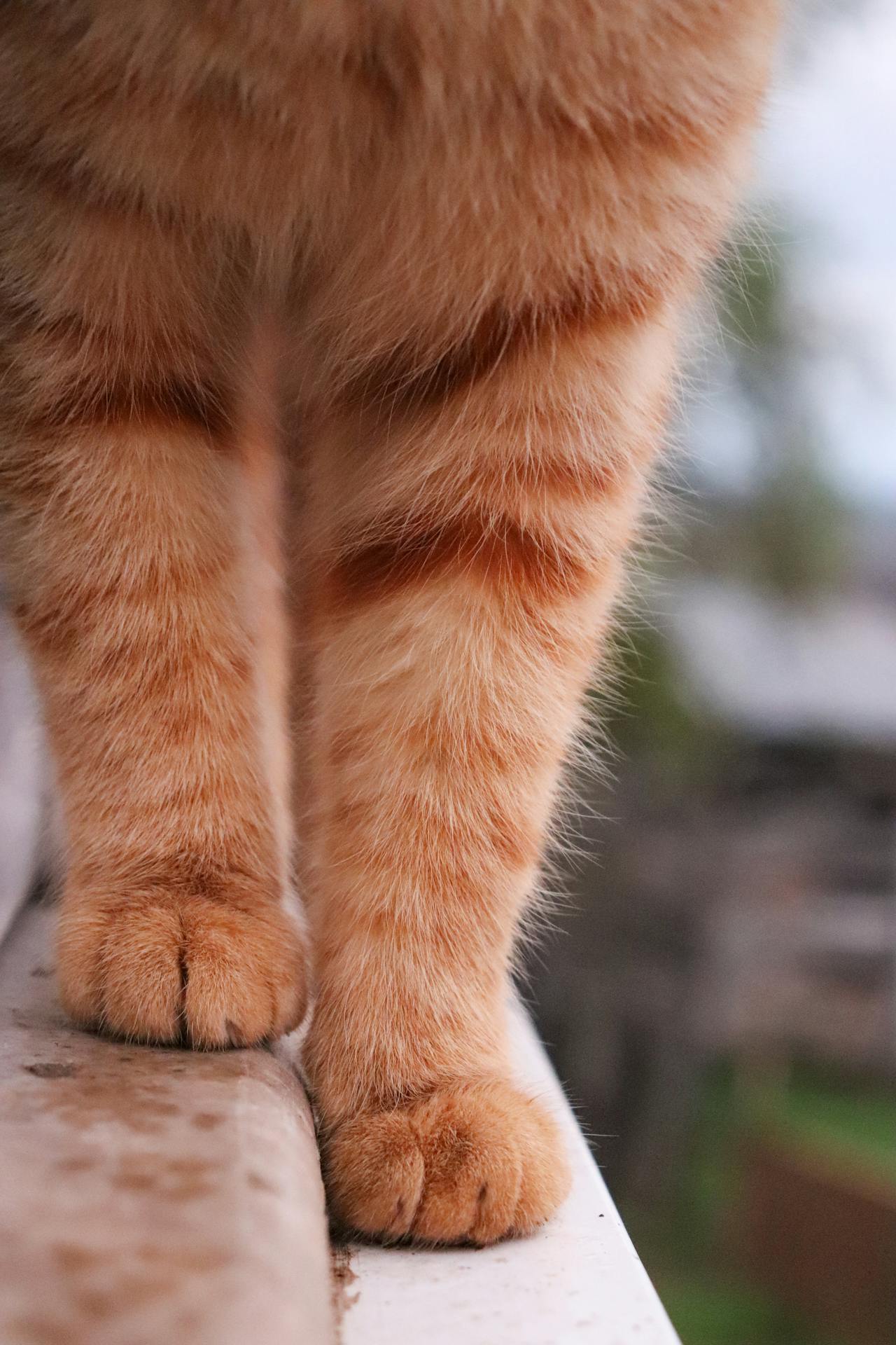 Con mèo, chân mèo, cat, cat paw, chân mèo, soft fur, lông mềm, dễ thương - Gizem Gökce