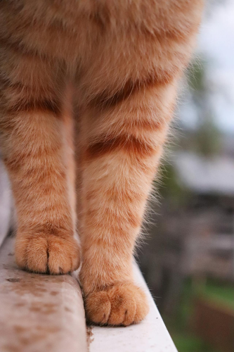 Con mèo, chân mèo, cat, cat paw, chân mèo, soft fur, lông mềm, dễ thương - Gizem Gökce