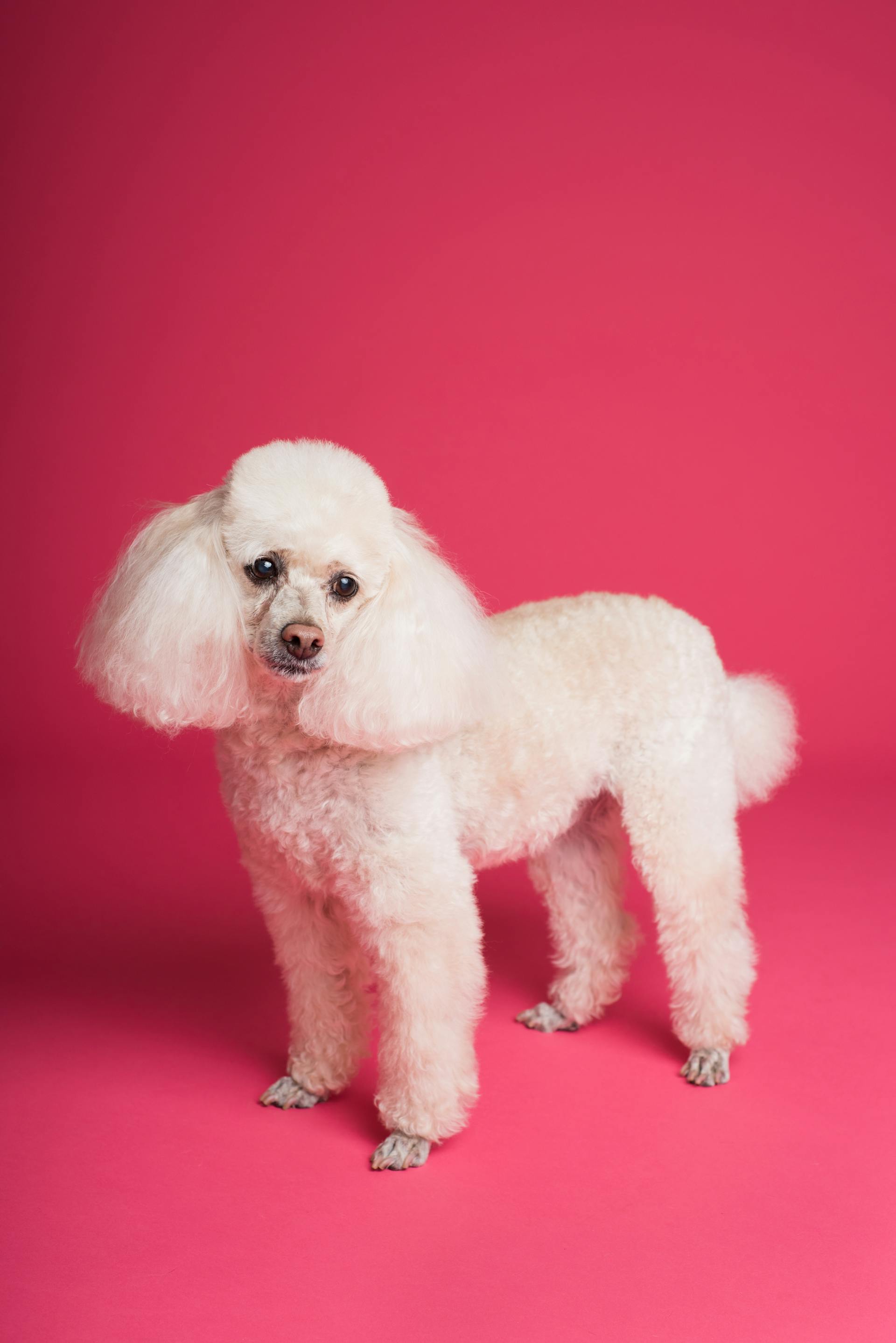 Chó poodle, poodle, lông, fur, chó, dog, thú cưng, pet, vật nuôi, domestic animal, động vật, animal - Goochie Poochie Grooming
