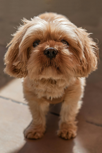 Chó lhasa apso, lhasa apso, chó, dog, thú cưng, pet, vật nuôi, domestic animal, động vật, animal, dễ thương, cute, lông, fur - Gundula Vogel