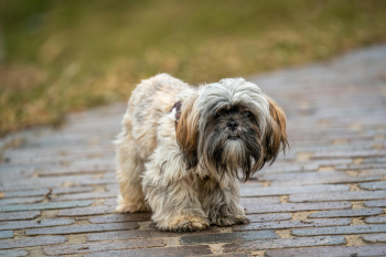 Shih tzu, lông, fur, chó, dog, thú cưng, pet, vật nuôi, domestic animal, động vật, animal, dễ thương, cute, cỏ, grass, đường lát gạch, brick path - Gundula Vogel