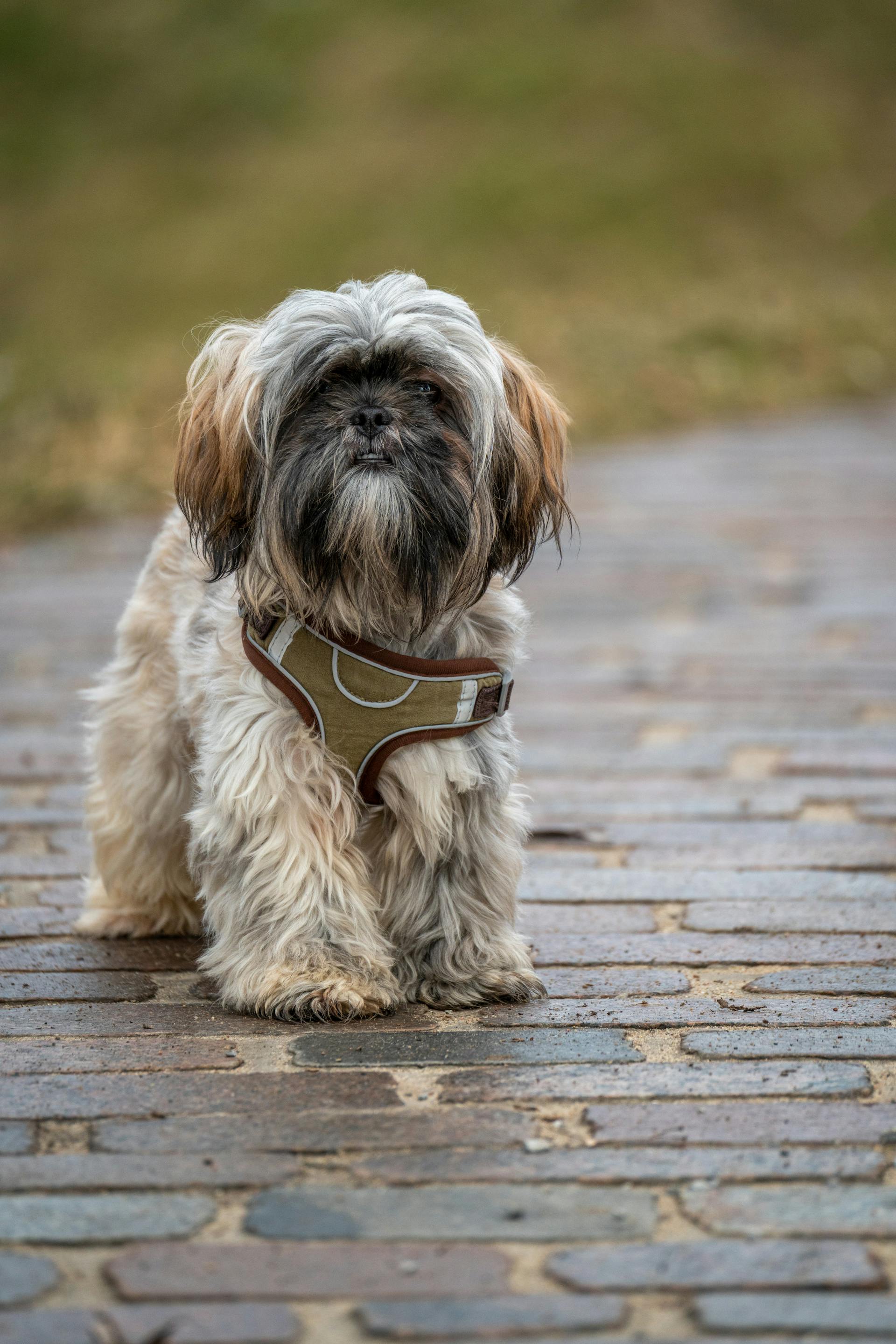Shih tzu, lông, fur, chó, dog, thú cưng, pet, vật nuôi, domestic animal, động vật, animal, dễ thương, cute, cỏ, grass, đường lát gạch, brick path - Gundula Vogel 1