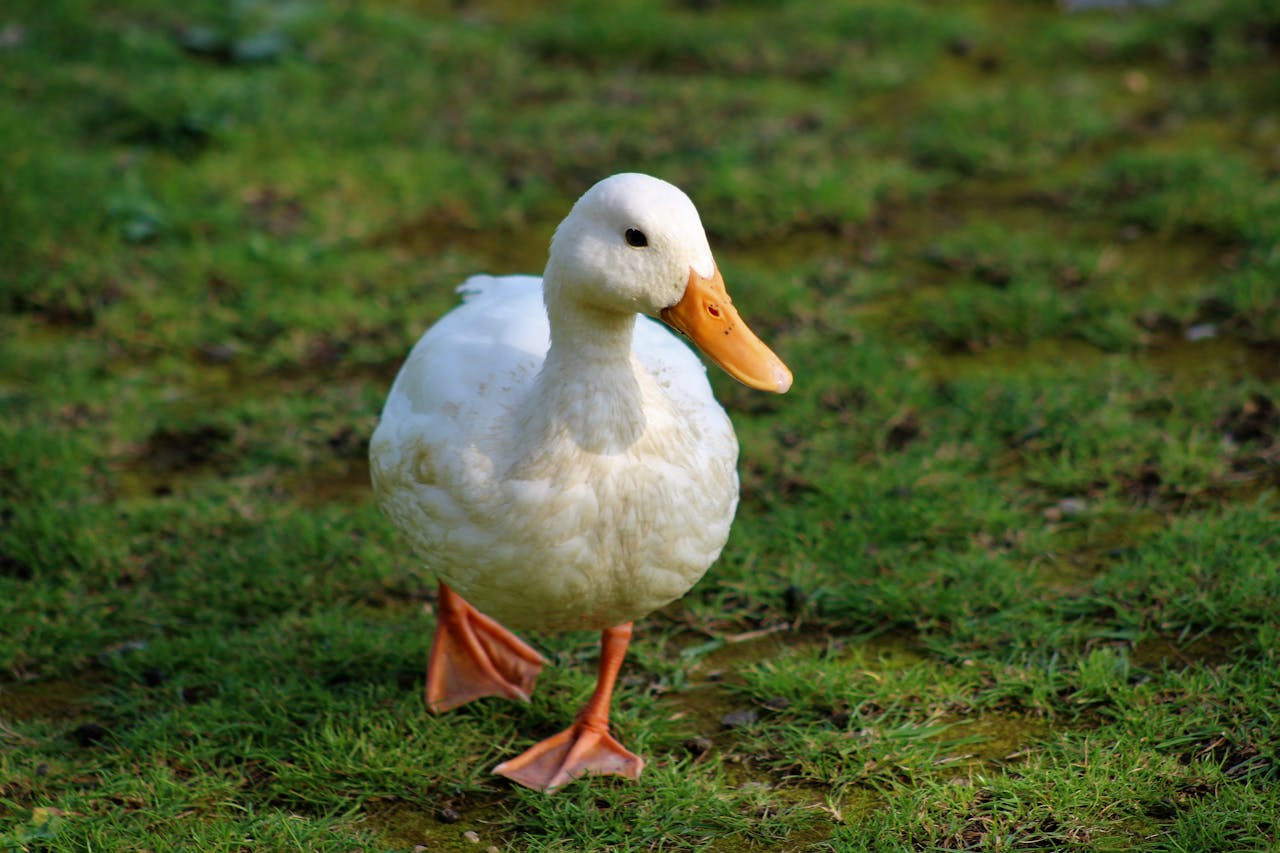 Con vịt, duck, cỏ, grass, vịt trắng, animal, động vật - hans middendorp