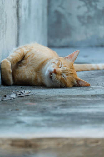 Con mèo, cat, động vật, dễ thương, mèo vàng, sand, animal, cute, yellow cat - ifi haveaband