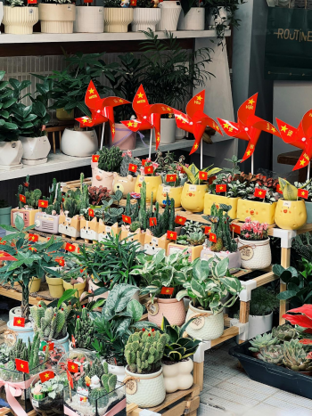 Cây cảnh, ornamental plants, chong chóng, pinwheel, chậu hoa, flower pot, cờ việt vietnam, flag, trang trí, decoration - Jayce Q