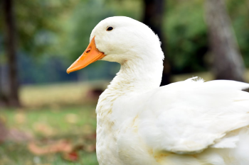 Con vịt, duck, cỏ, grass, vịt trắng, animal, động vật - Jessa Leigh