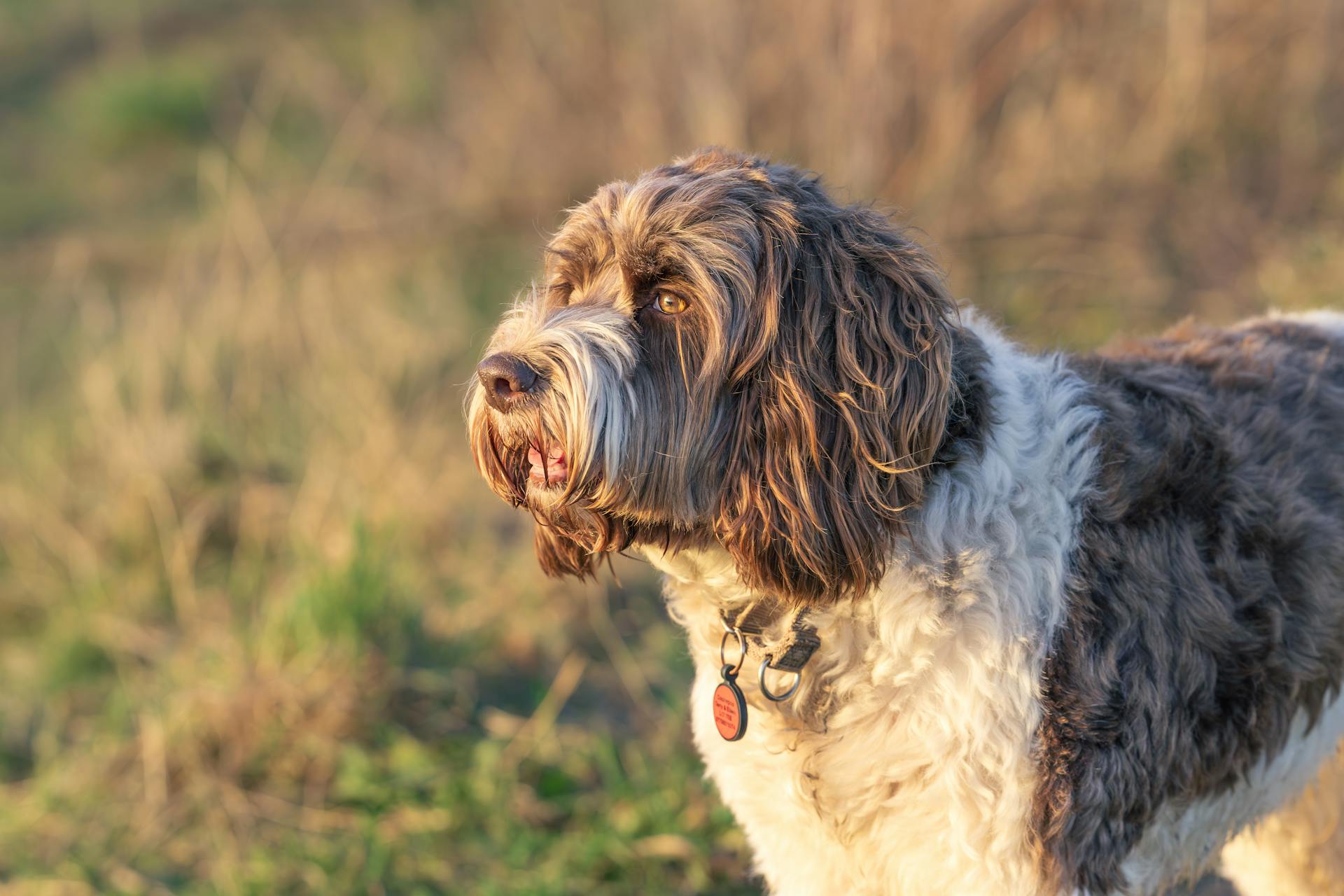 Chó lội nước Bồ Đào Nha, Portuguese water dog, lông, fur, chó, dog, thú cưng, pet, vật nuôi, domestic animal, động vật, animal, cỏ, grass - Karl Byron 2