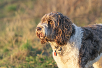Chó lội nước Bồ Đào Nha, Portuguese water dog, lông, fur, chó, dog, thú cưng, pet, vật nuôi, domestic animal, động vật, animal, cỏ, grass - Karl Byron 2