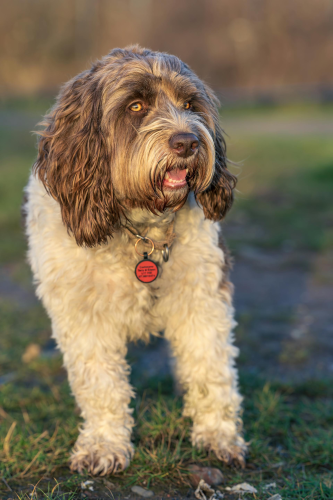 Chó lội nước Bồ Đào Nha, Portuguese water dog, lông, fur, chó, dog, thú cưng, pet, vật nuôi, domestic animal, động vật, animal, cỏ, grass - Karl Byron