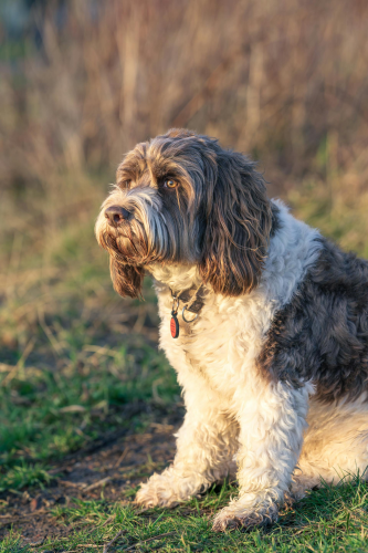 Chó lội nước Bồ Đào Nha, Portuguese water dog, lông, fur, chó, dog, thú cưng, pet, vật nuôi, domestic animal, động vật, animal, cỏ, grass - Karl Byron 1