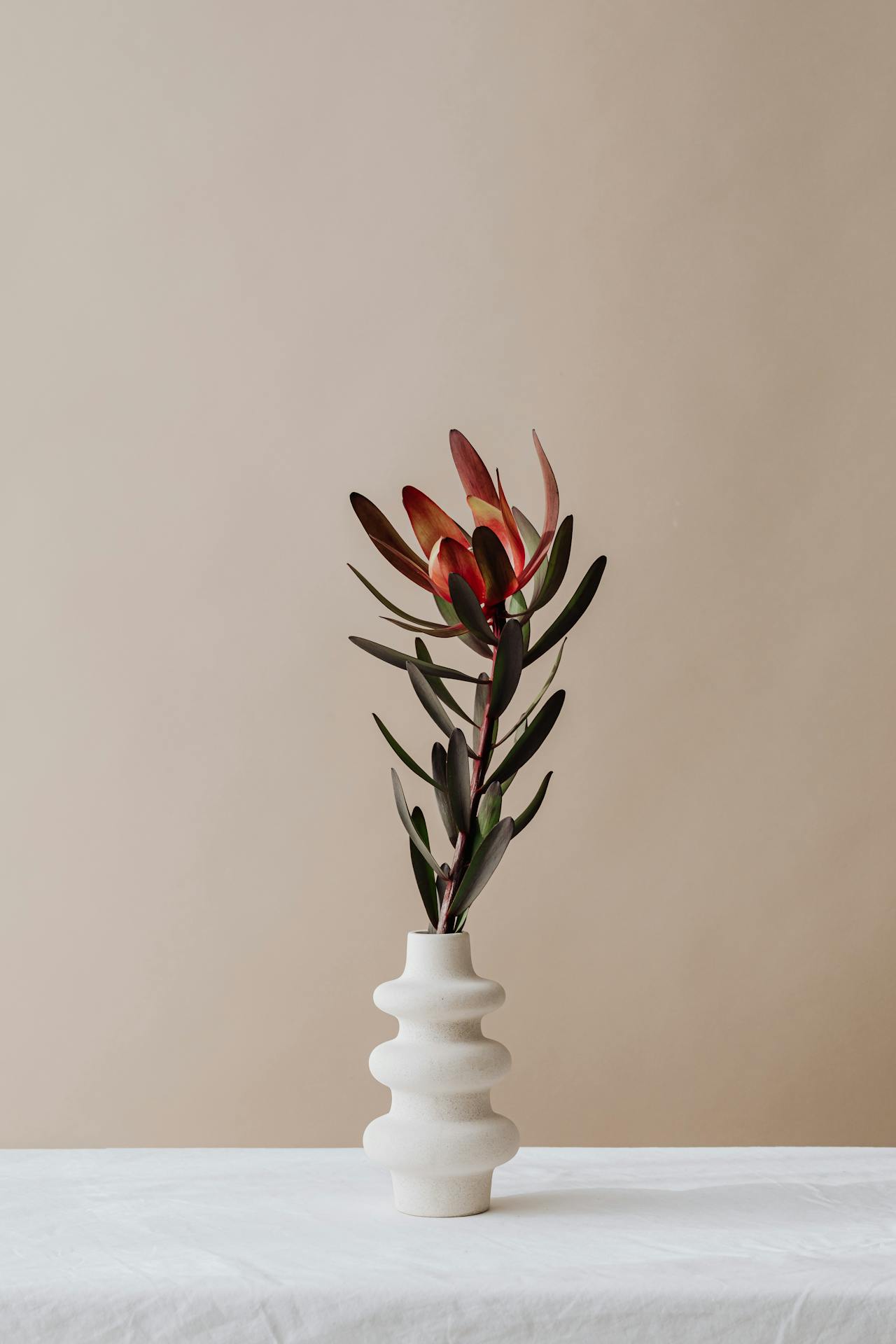 Ceramic vase, lọ gốm, bình hoa, hoa chuông protea, home decor, trang trí, minimalism, tối giản- Kaboompics.com