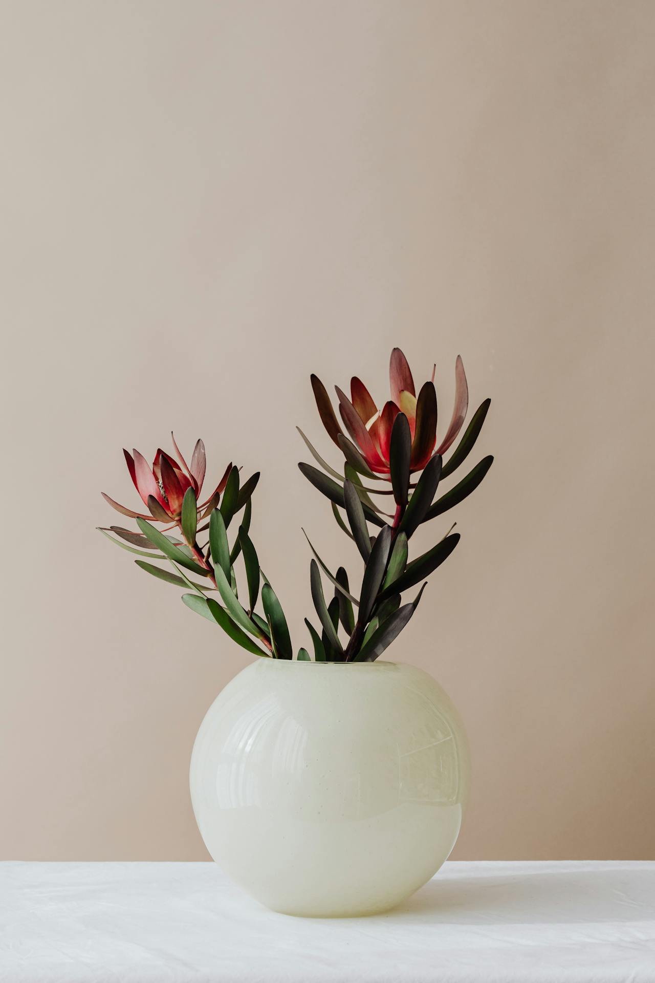 Ceramic vase, lọ gốm, bình hoa, hoa chuông protea, home decor, trang trí, minimalism, tối giản - Kaboompics.com