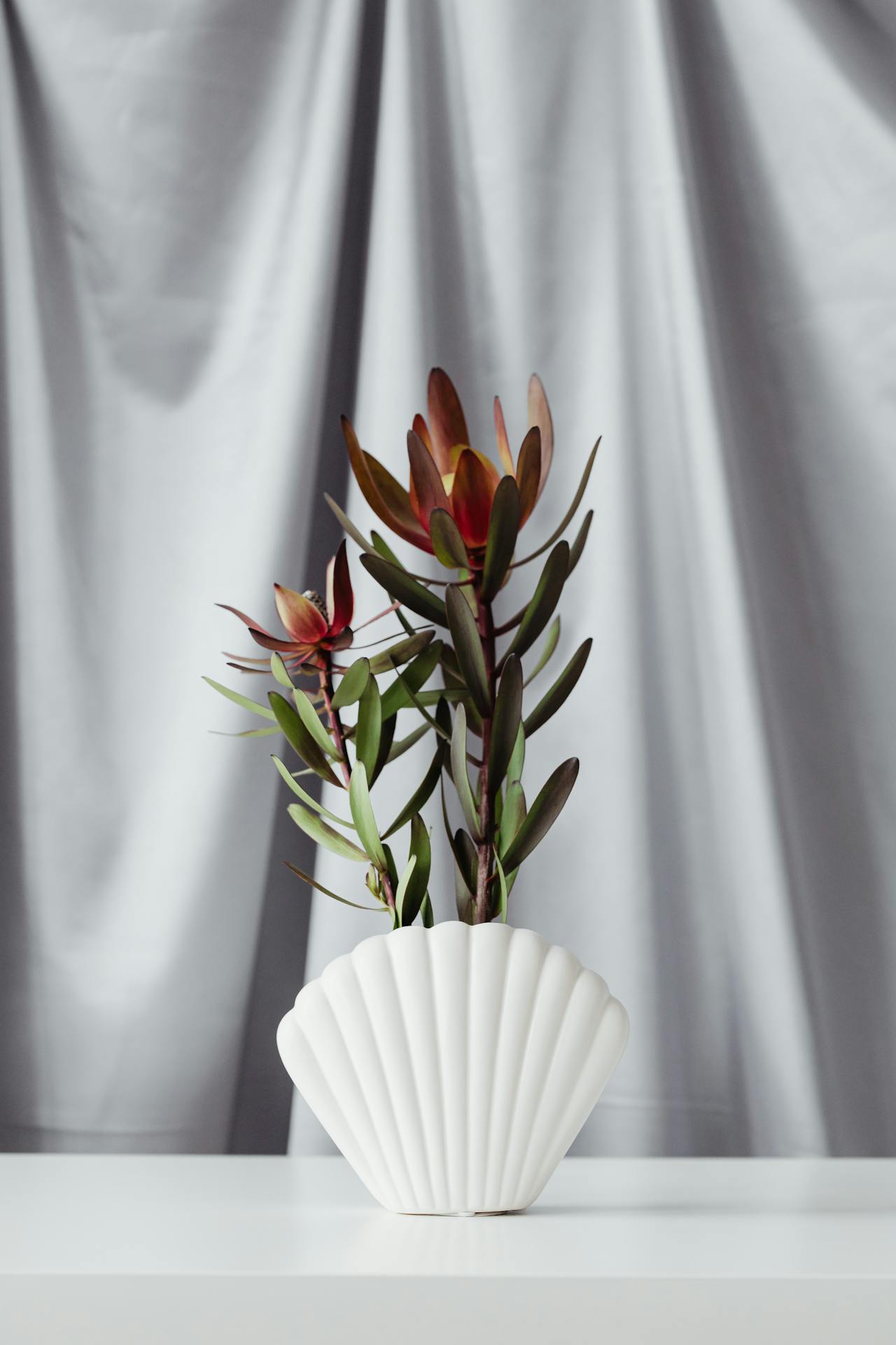 Ceramic vase, lọ gốm, bình hoa, hoa chuông protea, home decor, trang trí, minimalism, tối giản- Kaboompics.com 1