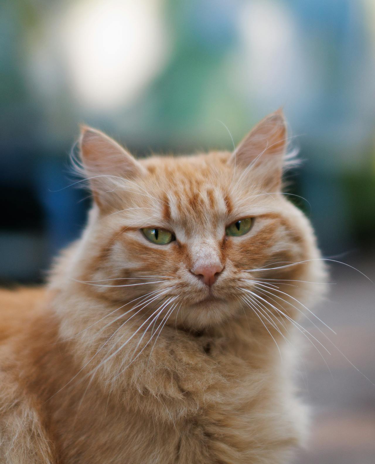 Con mèo, cat, động vật, dễ thương, mèo vàng, mèo Anh, sand, animal, cute, yellow cat - Daniil Kondrashin