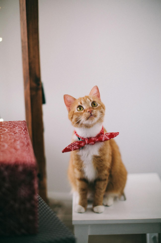 Con mèo, cat, động vật, dễ thương, mèo vàng, sand, animal, cute, yellow cat- Lina Kivaka