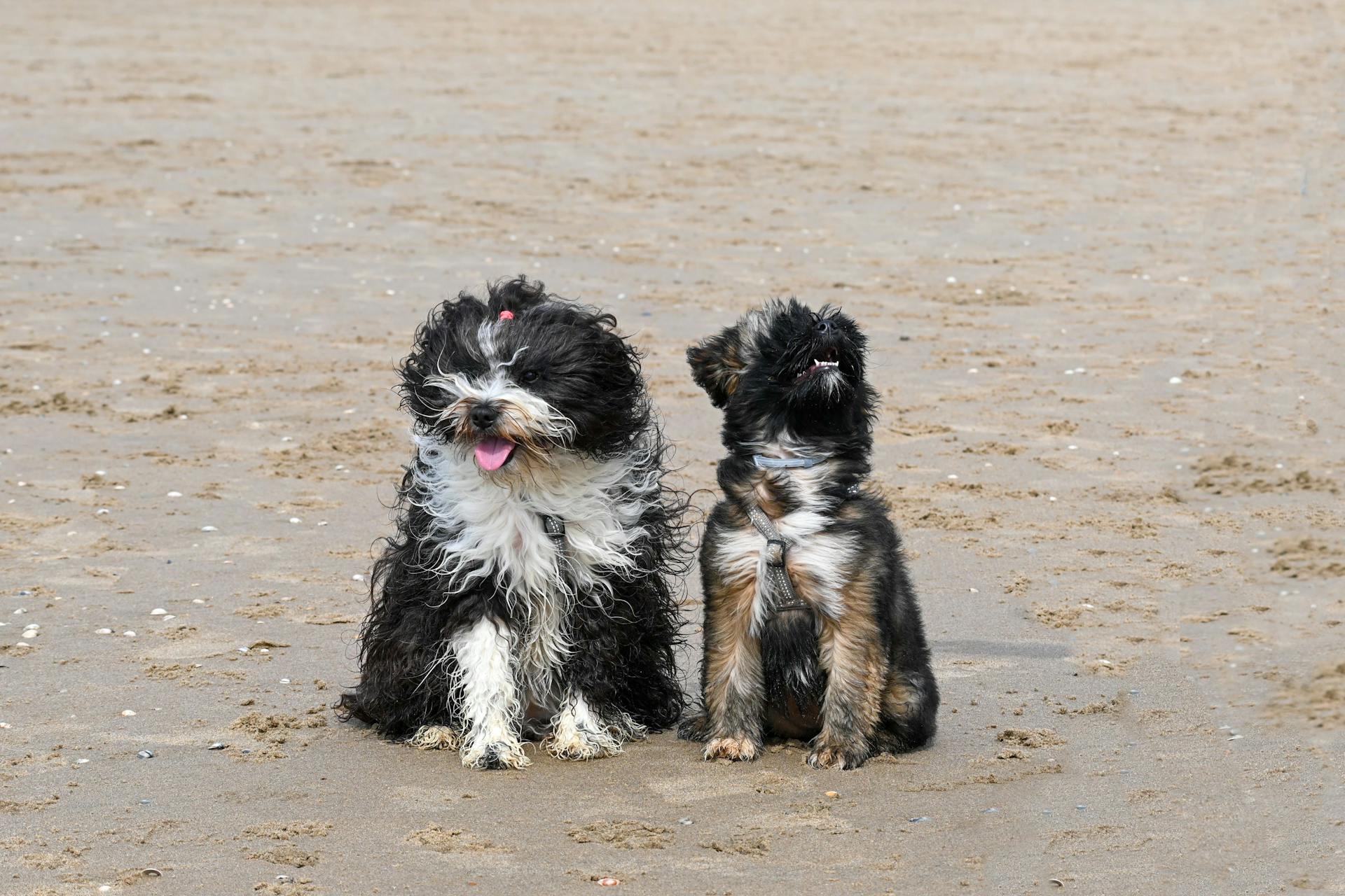 Shih tzu, lông, fur, chó, dog, thú cưng, pet, vật nuôi, domestic animal, động vật, animal, dễ thương, cute, thè lưỡi, tongue out - Lorna Pauli 2