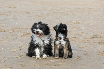 Shih tzu, lông, fur, chó, dog, thú cưng, pet, vật nuôi, domestic animal, động vật, animal, dễ thương, cute, thè lưỡi, tongue out - Lorna Pauli 2