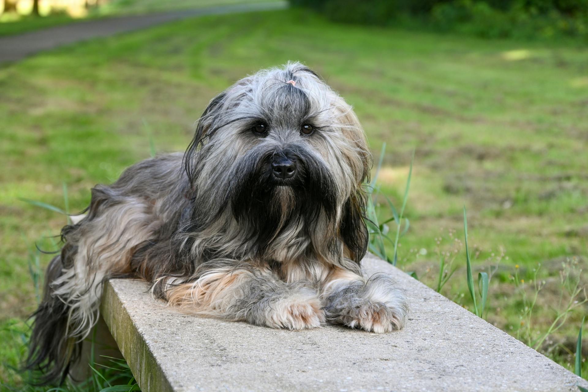 Shih tzu, lông, fur, chó, dog, thú cưng, pet, vật nuôi, domestic animal, động vật, animal, dễ thương, cute, cỏ, grass - Lorna Pauli 1