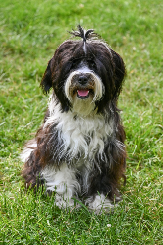 Shih tzu, lông, fur, chó, dog, thú cưng, pet, vật nuôi, domestic animal, động vật, animal, dễ thương, cute, cỏ, grass, thè lưỡi, tongue out - Lorna Pauli