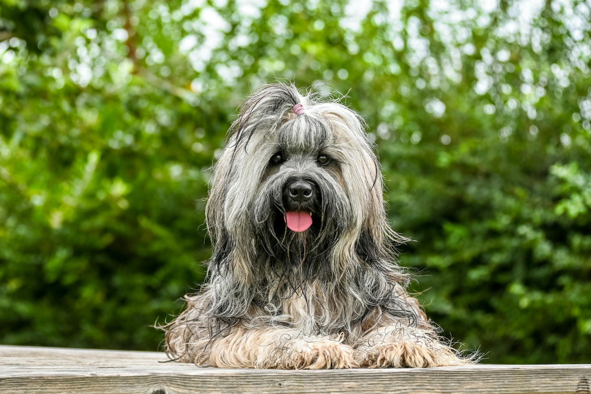Shih tzu, lông, fur, chó, dog, thú cưng, pet, vật nuôi, domestic animal, động vật, animal, dễ thương, cute, thè lưỡi, tongue out - Lorna Pauli 3