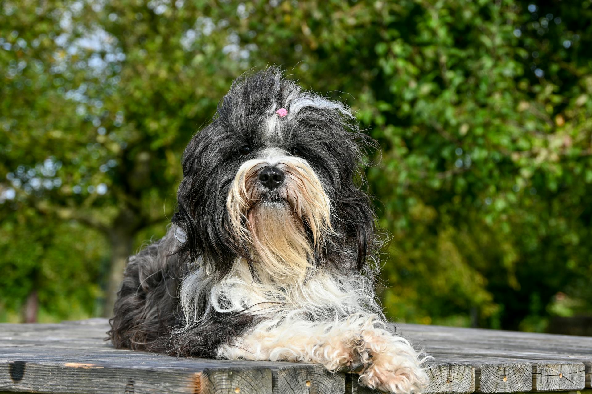 Shih tzu, lông, fur, chó, dog, thú cưng, pet, vật nuôi, domestic animal, động vật, animal, dễ thương, cute, bàn gỗ, wooden table - Lorna Pauli