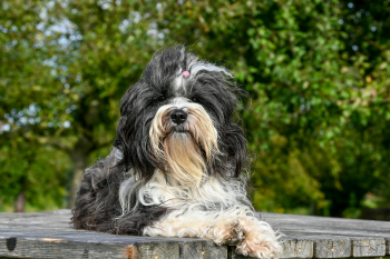Shih tzu, lông, fur, chó, dog, thú cưng, pet, vật nuôi, domestic animal, động vật, animal, dễ thương, cute, bàn gỗ, wooden table - Lorna Pauli