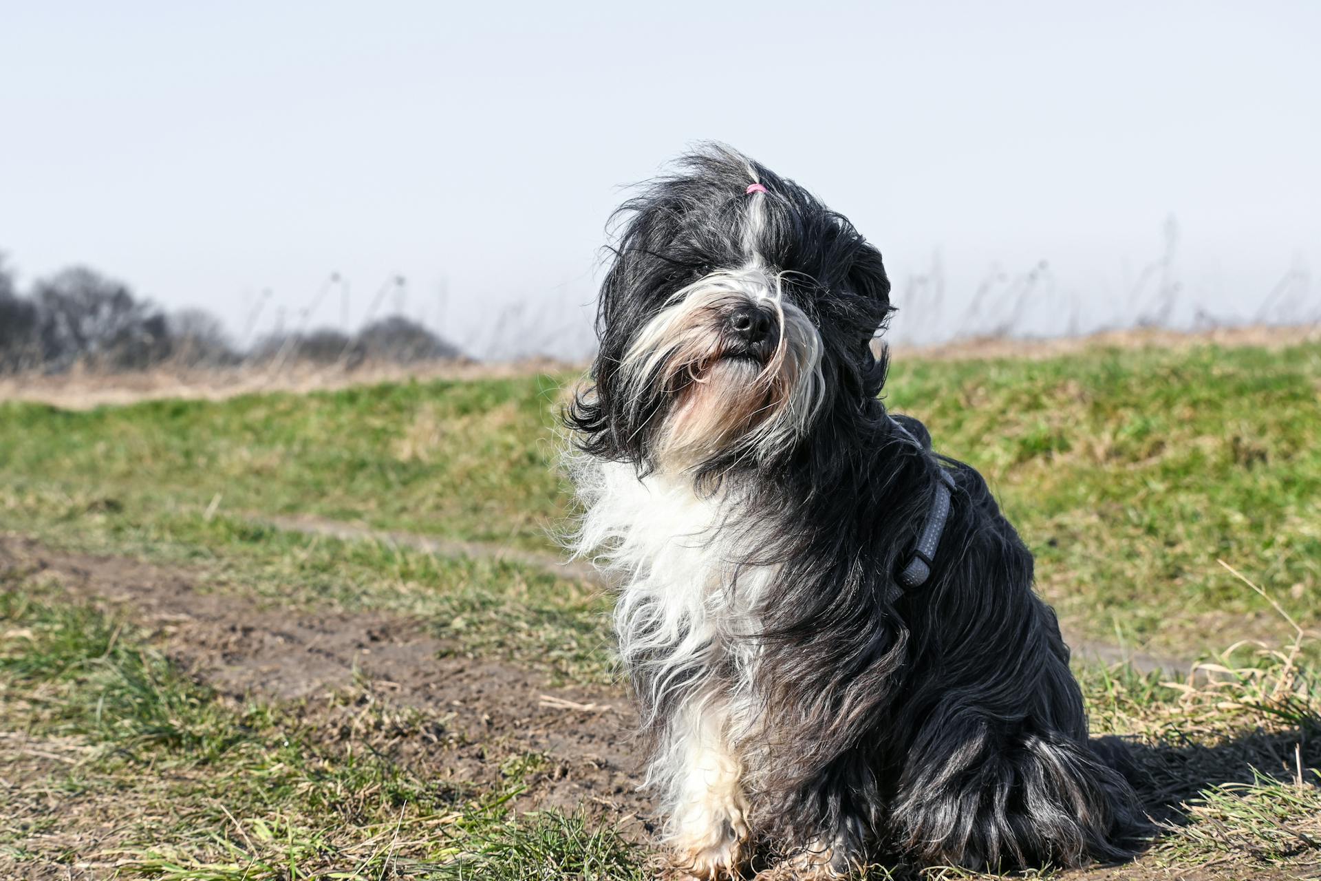 Shih tzu, lông, fur, chó, dog, thú cưng, pet, vật nuôi, domestic animal, động vật, animal, dễ thương, cute, cỏ, grass - Lorna Pauli