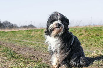 Shih tzu, lông, fur, chó, dog, thú cưng, pet, vật nuôi, domestic animal, động vật, animal, dễ thương, cute, cỏ, grass - Lorna Pauli