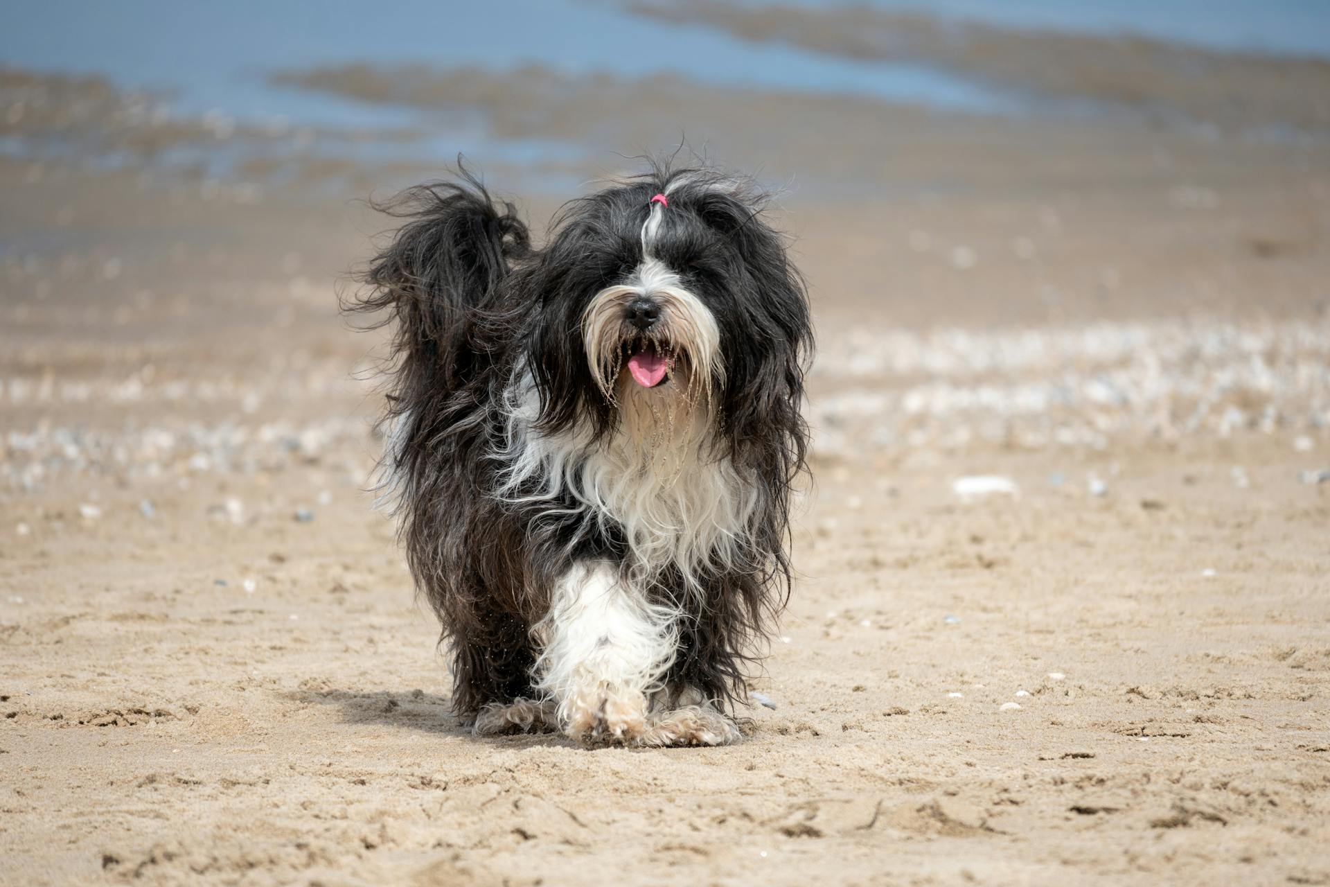 Shih tzu, lông, fur, chó, dog, thú cưng, pet, vật nuôi, domestic animal, động vật, animal, dễ thương, cute, thè lưỡi, tongue out - Lorna Pauli