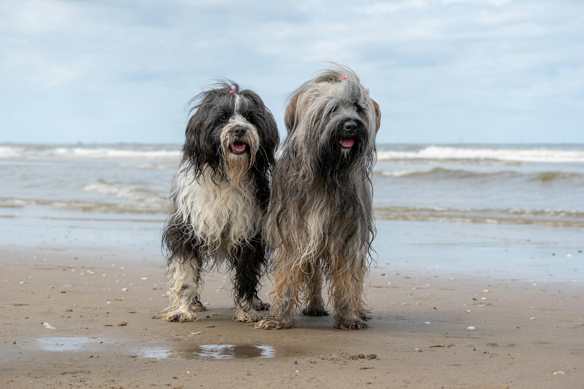 Shih tzu, lông, fur, chó, dog, thú cưng, pet, vật nuôi, domestic animal, động vật, animal, dễ thương, cute, thè lưỡi, tongue out - Lorna Pauli 1