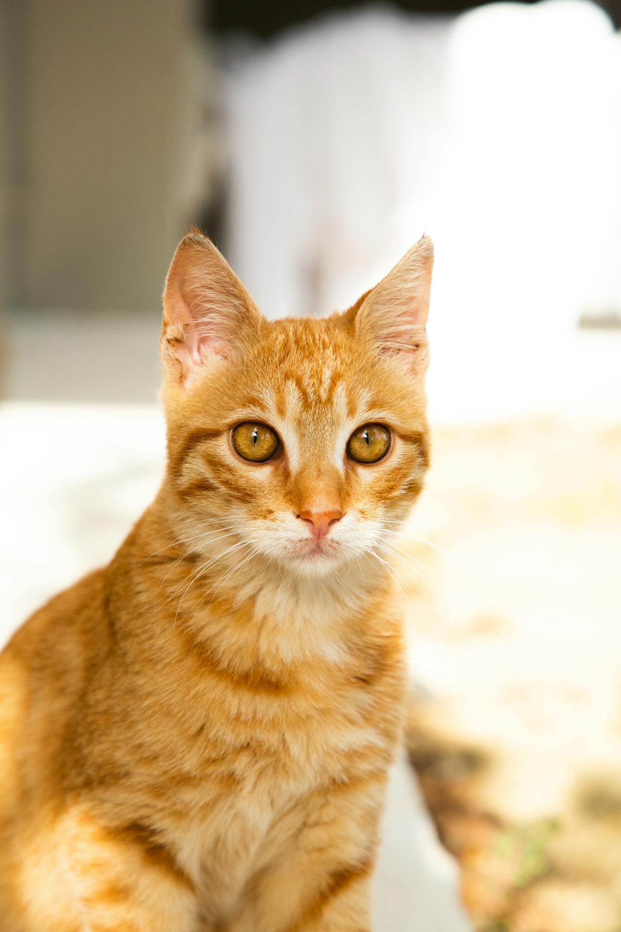 Con mèo, cat, động vật, dễ thương, mèo vàng, sand, animal, cute, yellow cat, - Luke Greenwood