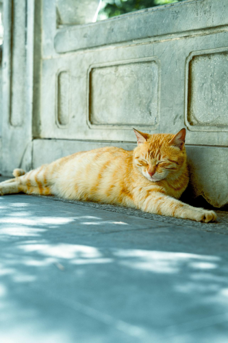 Con mèo, cat, động vật, dễ thương, mèo vàng, sand, animal, cute, yellow cat - Marstion