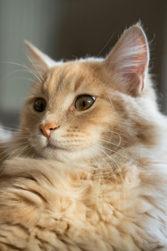 Con mèo, cat, động vật, dễ thương, mèo vàng, mèo Anh, sand, animal, cute, yellow cat - Ahmed ؜ 2