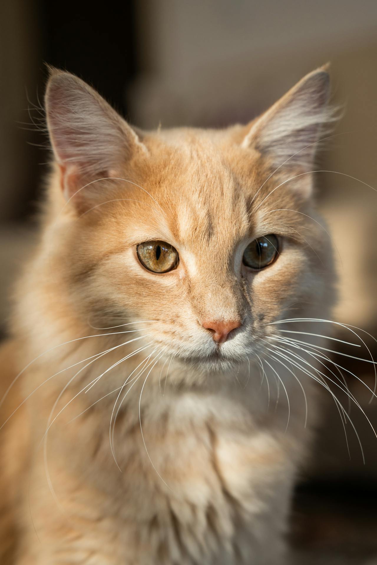 Con mèo, cat, động vật, dễ thương, mèo vàng, mèo Anh, sand, animal, cute, yellow cat - Ahmed ؜