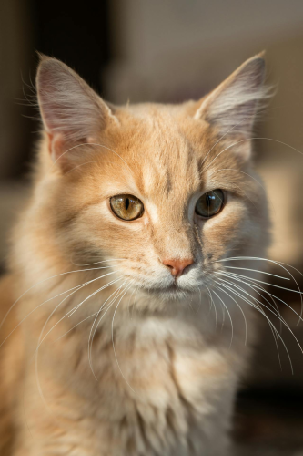 Con mèo, cat, động vật, dễ thương, mèo vàng, mèo Anh, sand, animal, cute, yellow cat - Ahmed ؜
