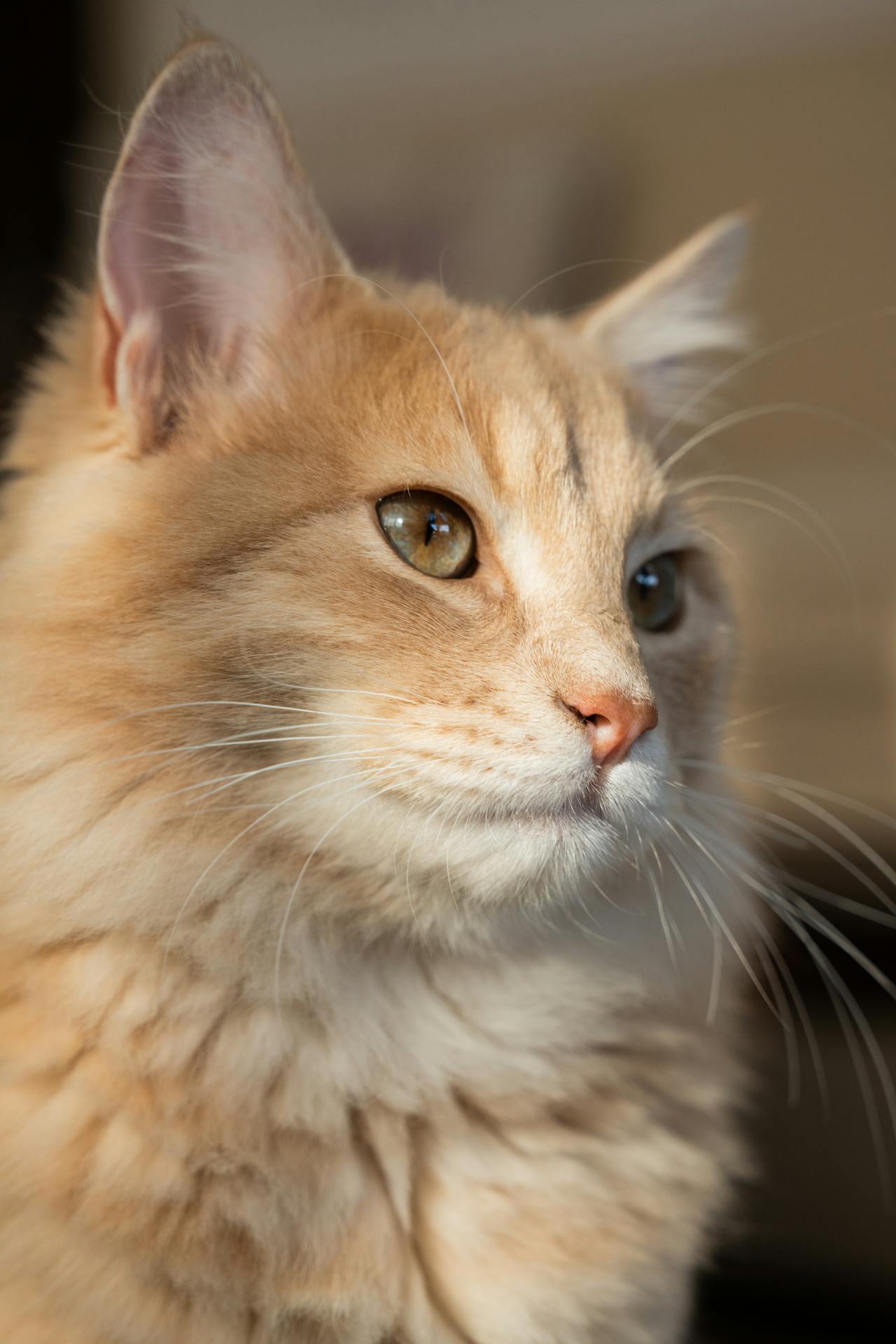 Con mèo, cat, động vật, dễ thương, mèo vàng, mèo Anh, sand, animal, cute, yellow cat - Ahmed ؜ 1