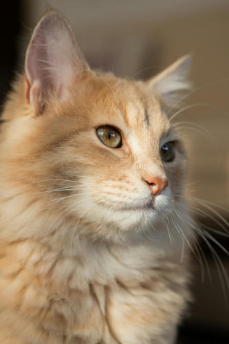 Con mèo, cat, động vật, dễ thương, mèo vàng, mèo Anh, sand, animal, cute, yellow cat - Ahmed ؜ 1