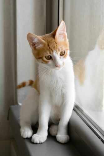 Con mèo, cat, động vật, dễ thương, mèo vàng trắng, cute, white yellow cat - Nadiye Odabaşı