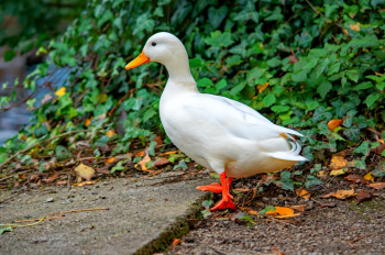 Con vịt, duck, cỏ, grass, vịt trắng, animal, động vật -  Pawel Hordjewicz 2