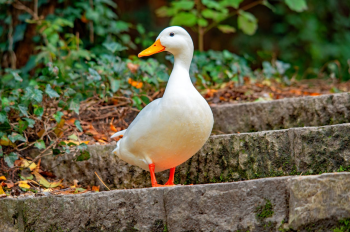 Con vịt, duck, cỏ, grass, vịt trắng, animal, động vật -  Pawel Hordjewicz 1