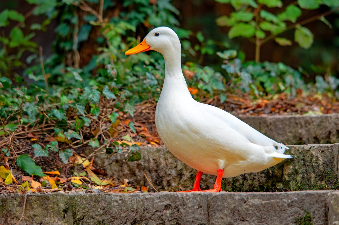 Con vịt, duck, cỏ, grass, vịt trắng, animal, động vật -  Pawel Hordjewicz 3