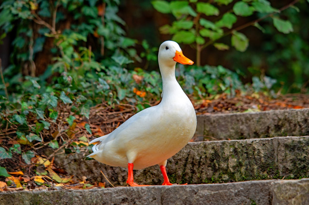 Con vịt, duck, cỏ, grass, vịt trắng, animal, động vật -  Pawel Hordjewicz